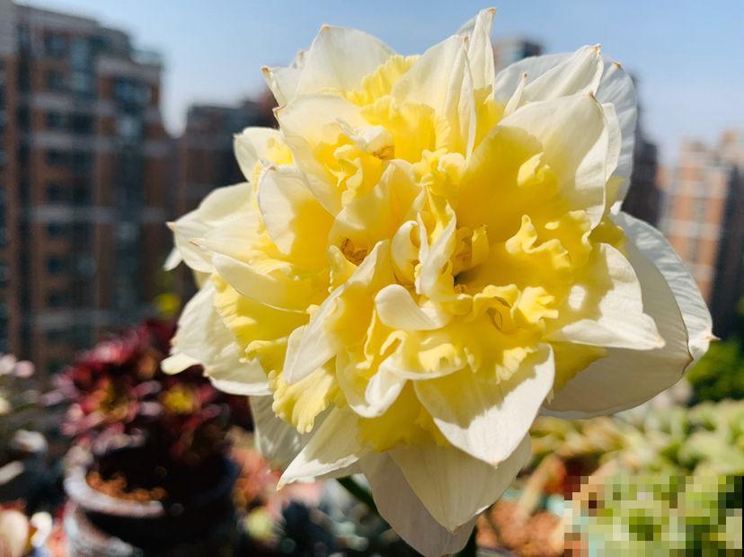 春天养5种花，很快就能花开满园，开花超美