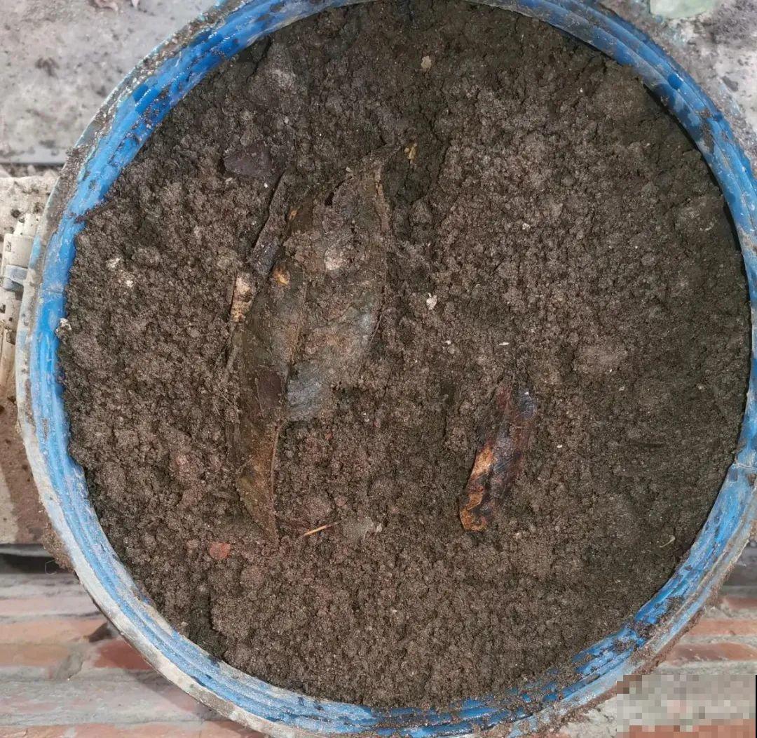 山上松果掉了一地,捡回家一袋子,拿来养花透气性超 山上松果掉了一地,捡回家一袋子,拿来养花透气性超