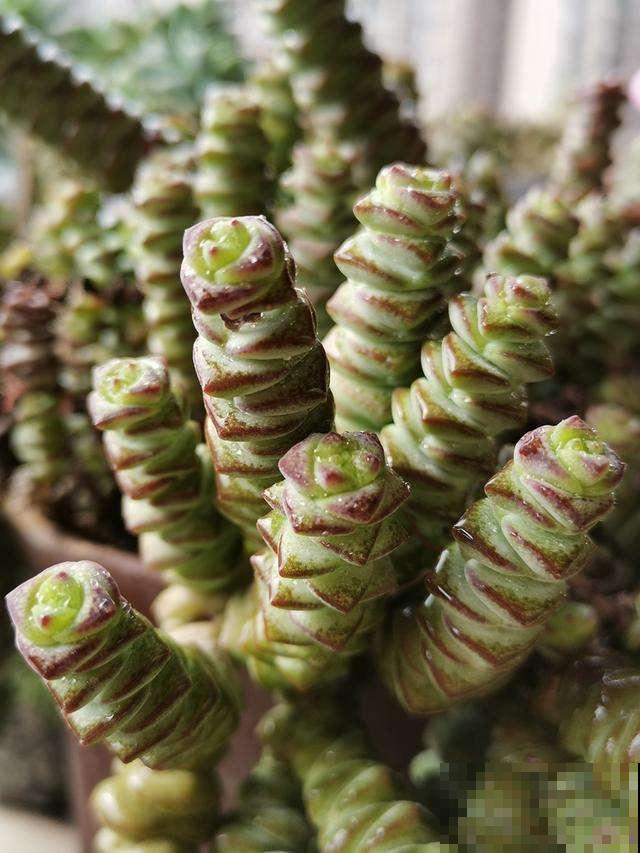 现在这个季节扦插多肉,只要温度合适,反而冬天长更快 现在这个季节扦插多肉,只要温度合适,反而冬天长更快