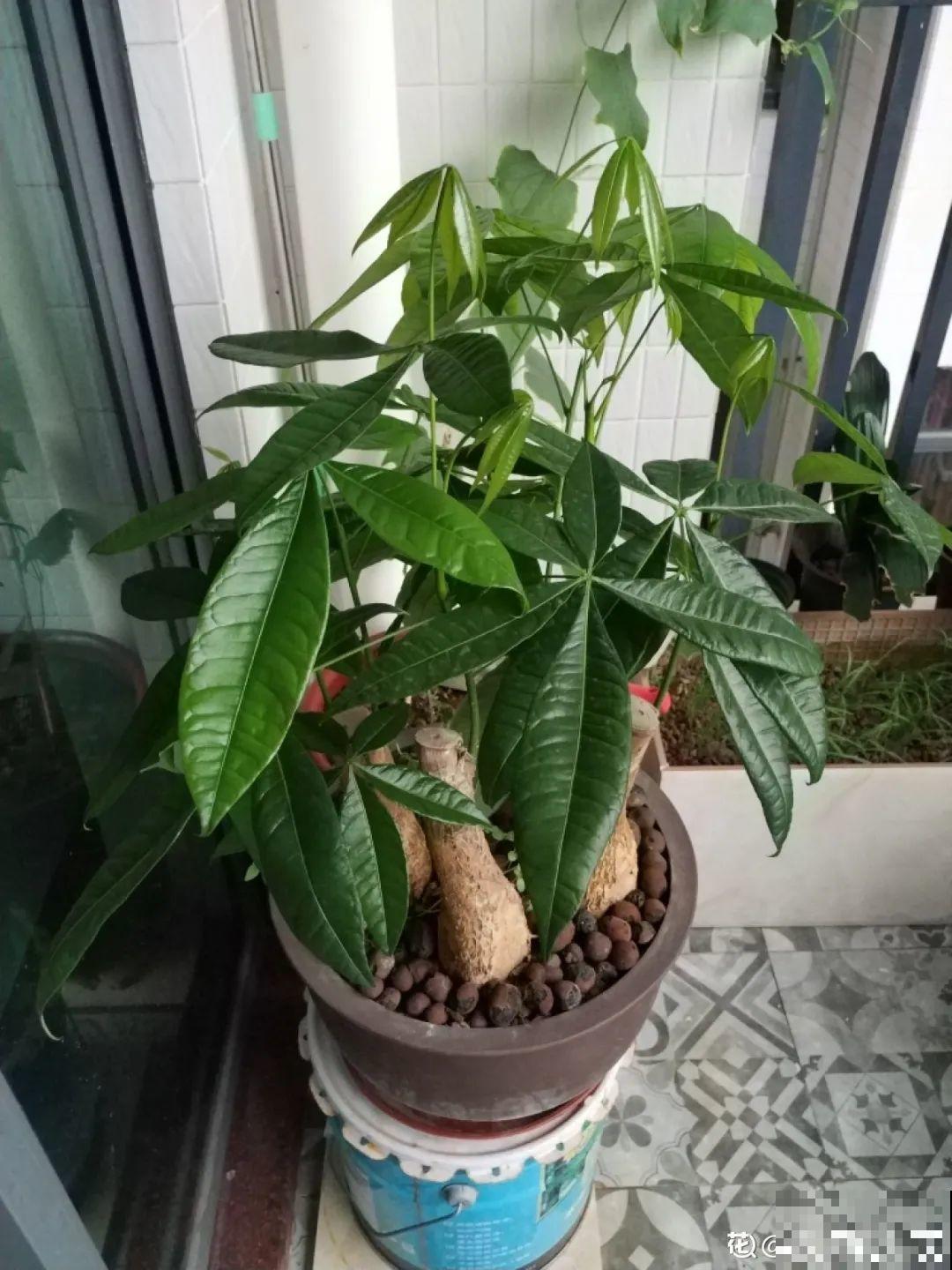 2月养花下狠手，剃光头、撸光叶，越狠越开花！