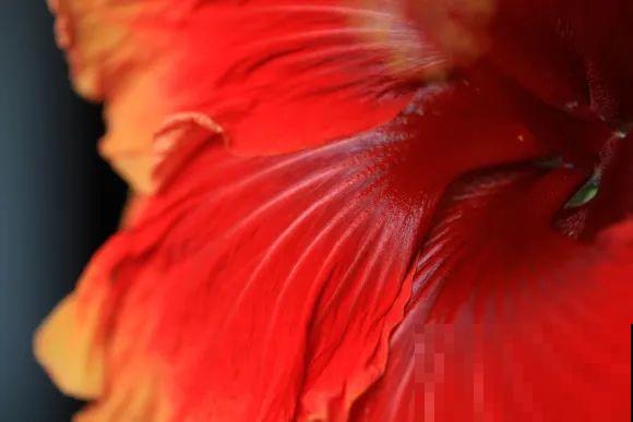 花市10块钱买的花，开花之后身价倍增，真赚了！