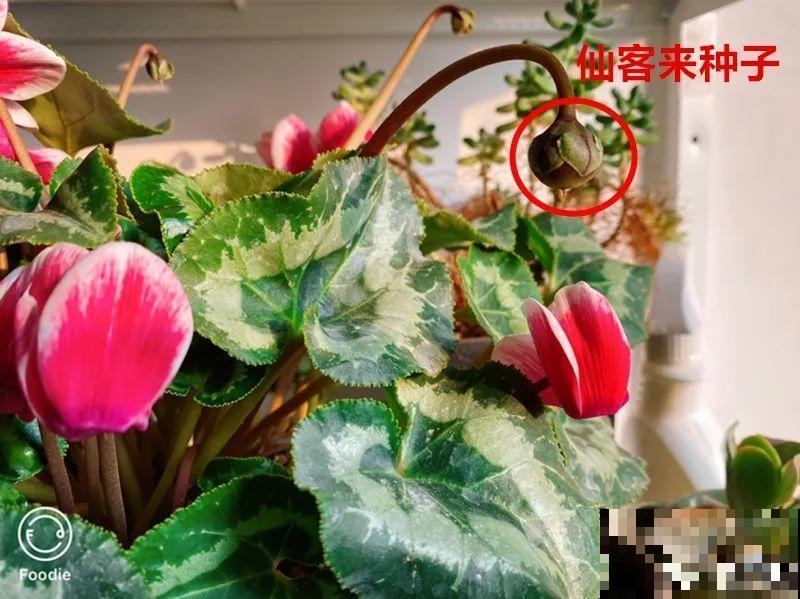 蟹爪兰开完了，从这里剪掉，还能再开一次