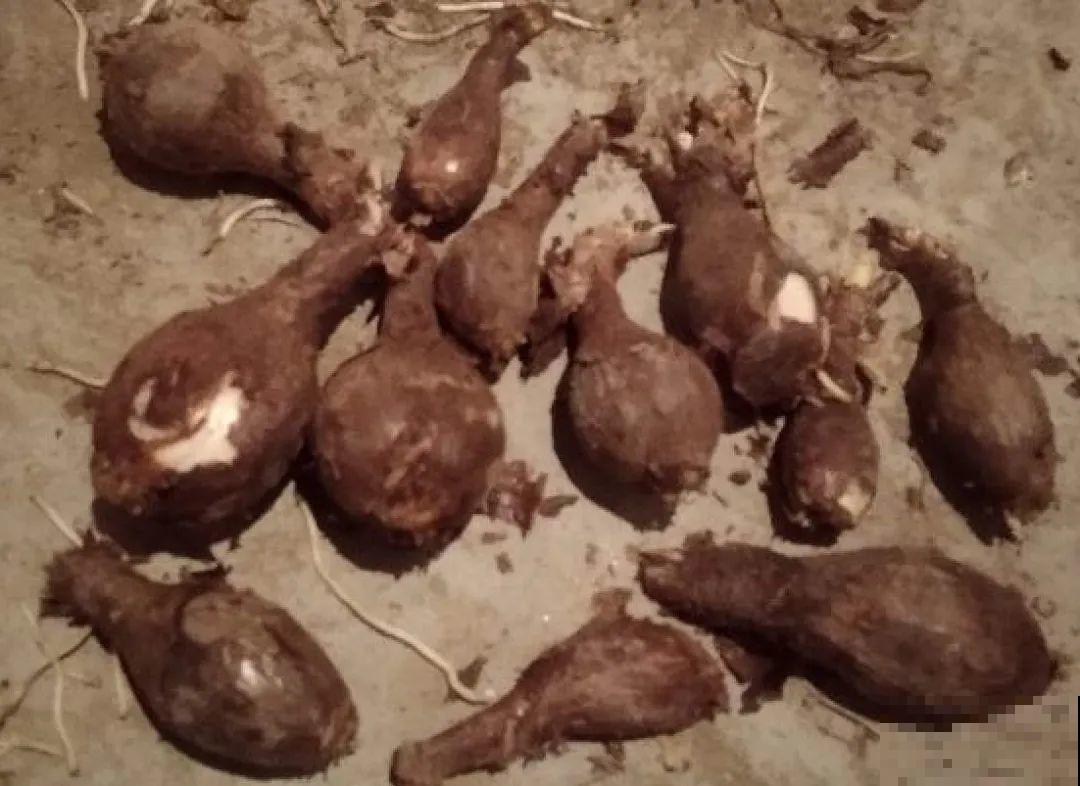 牙签串大蒜，冒充七彩水仙？千万别上当！