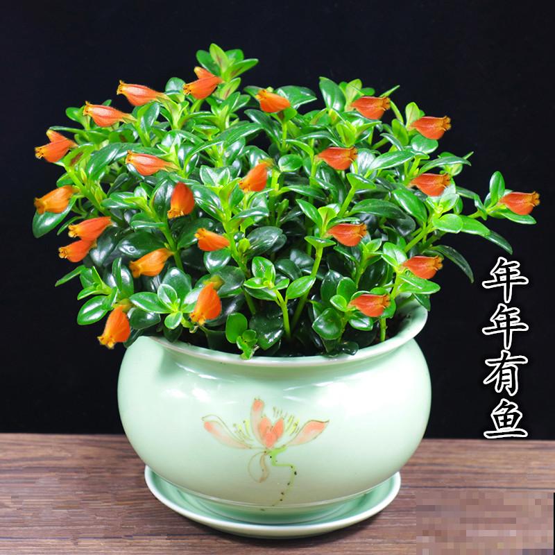 4种吊兰花，春天开花正盛，还有一种能食用