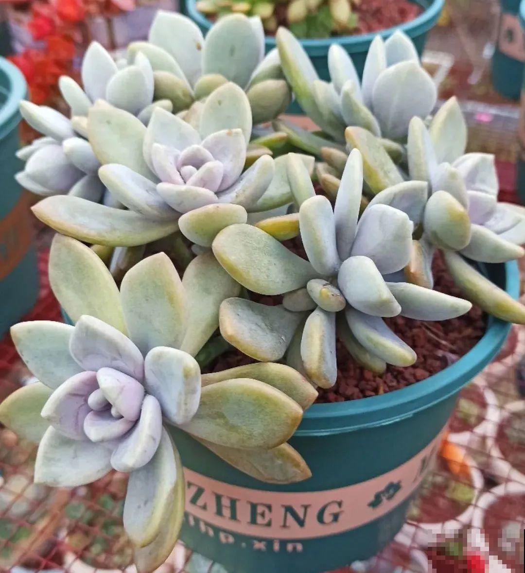 多肉养在大盆里,就是豪横霸气,棵棵大得像白菜 多肉养在大盆里,就是豪横霸气,棵棵大得像白菜