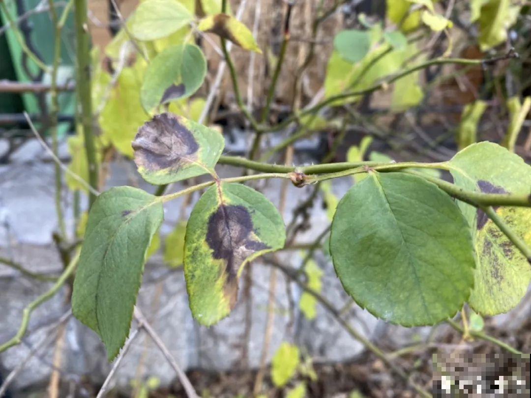 带花芽的枝条不能修剪，未来全是花苞，一剪就亏了