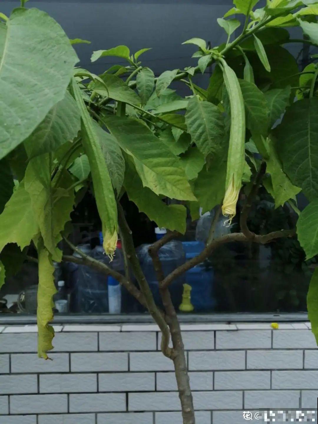 花长得像蔬菜，那也不能吃，有毒的！