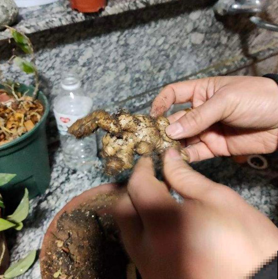 晚饭里的姜丝能不能吃？答案很重要，不能乱吃！