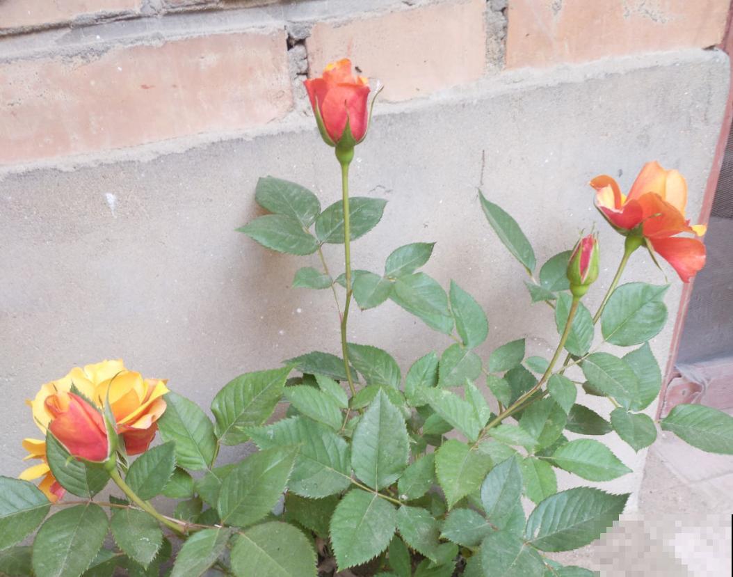 这种花美得很独特,家里种一盆,亲戚抢着要! 这种花美得很独特,家里种一盆,亲戚抢着要!