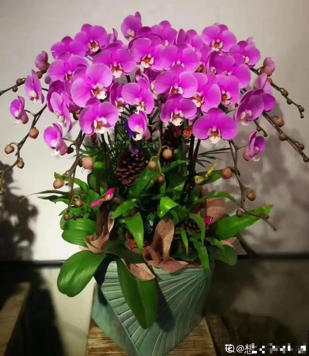 “短命”年宵花，买一盆枯一盆，太心疼