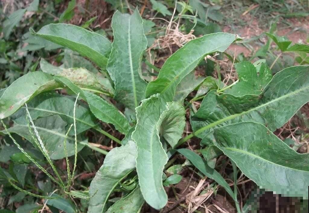 1种野草叫牛舌头，好多人上山排队挖，竟然有大作用