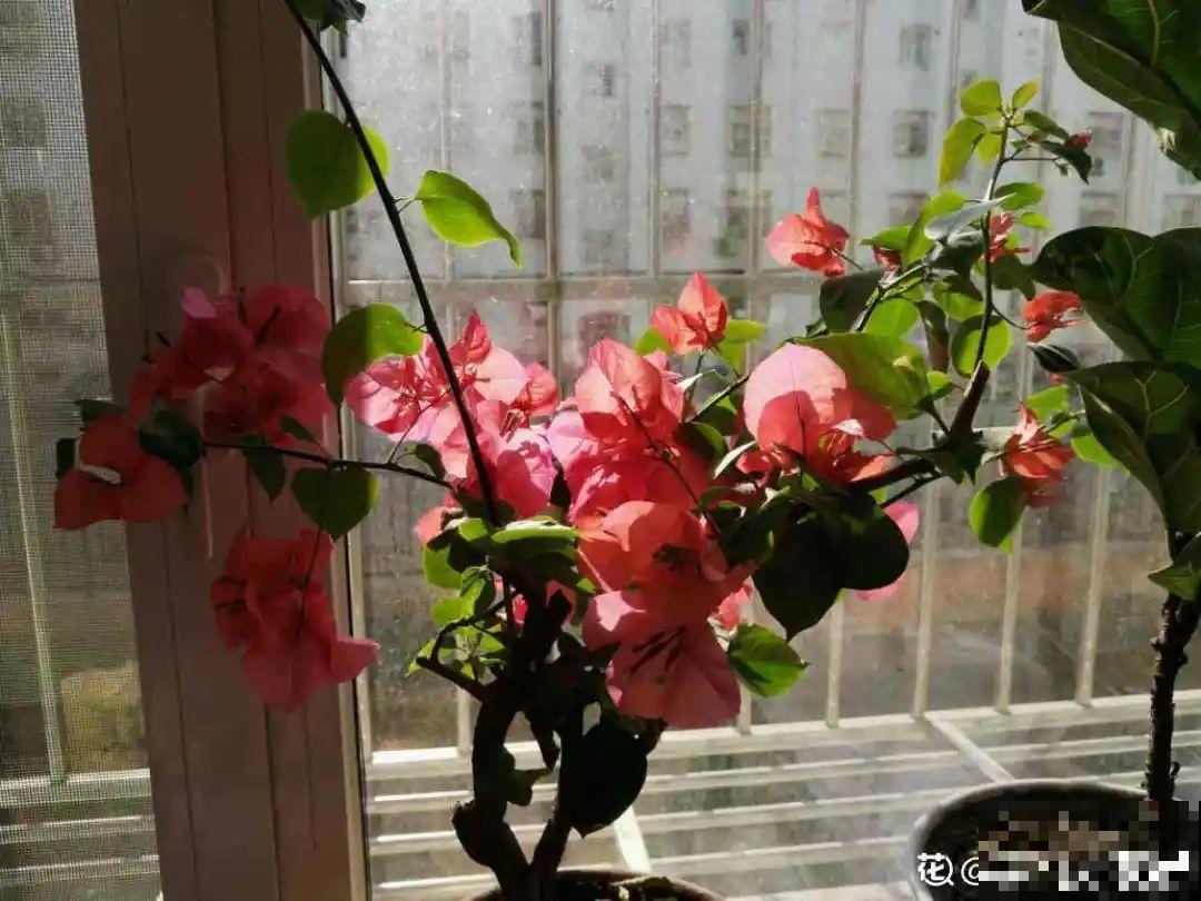 水仙要想开花,坚决不能长成高个子,不然今年没花看! 水仙要想开花,坚决不能长成高个子,不然今年没花看!