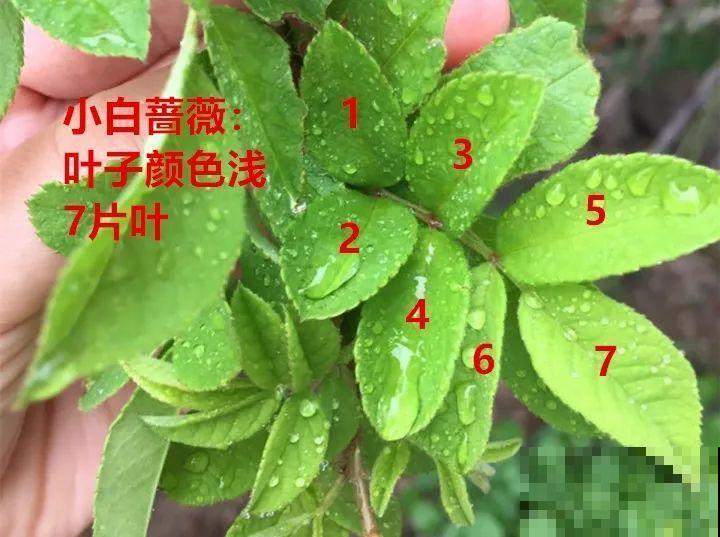 10年的绣球大老桩，九块钱也别买，难开花还浪费感情