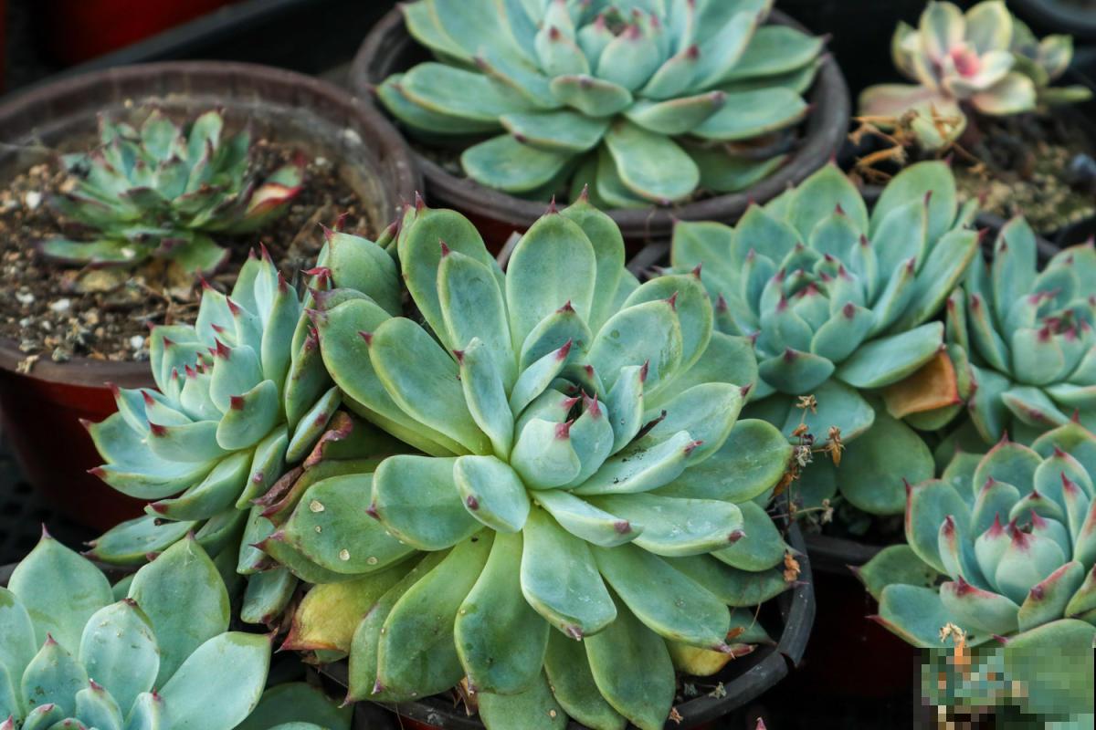 老花匠的养肉秘方，避开5个坑，才能养出结实多肉