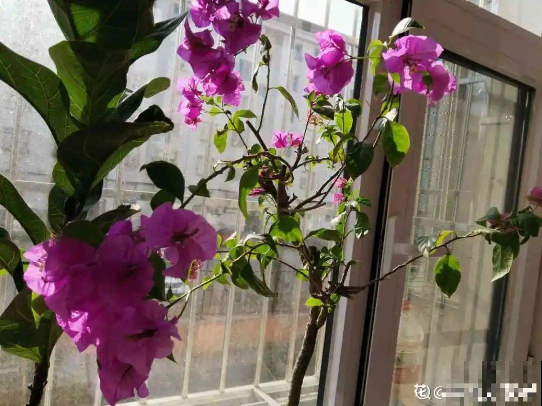 水仙要想开花,坚决不能长成高个子,不然今年没花看! 水仙要想开花,坚决不能长成高个子,不然今年没花看!