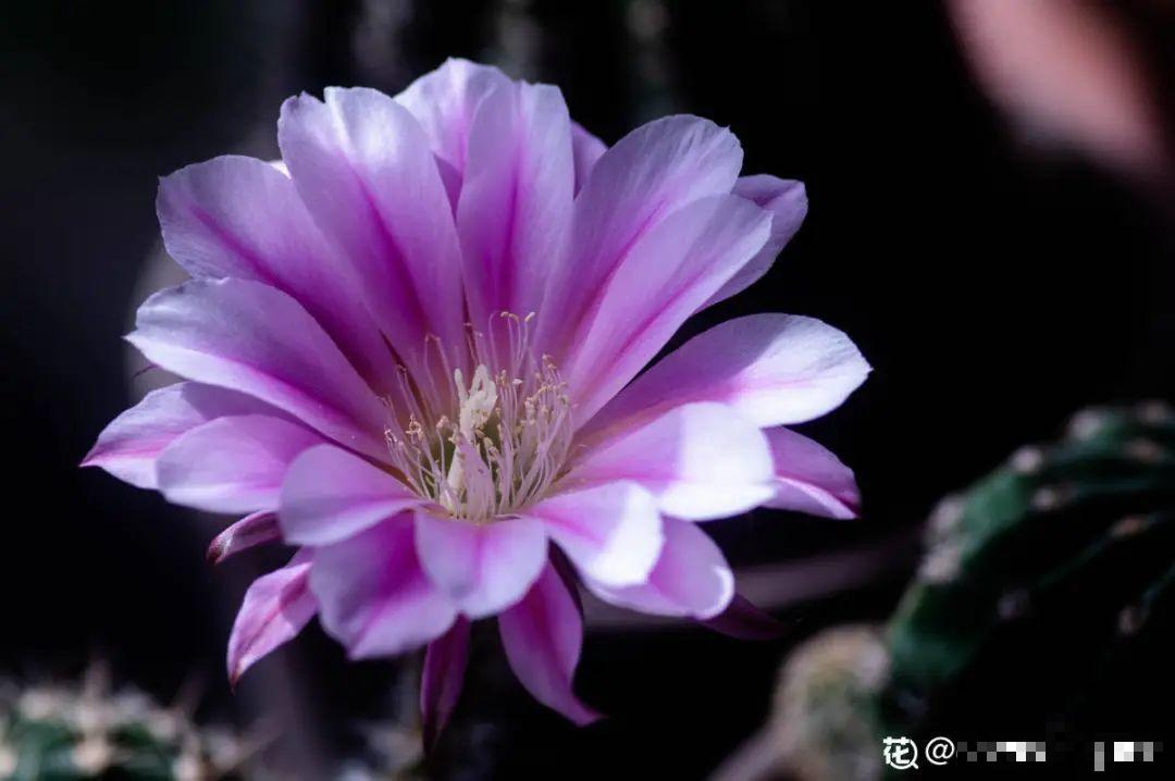 多肉一开花,颜值瞬间高八度,太美了! 多肉一开花,颜值瞬间高八度,太美了!