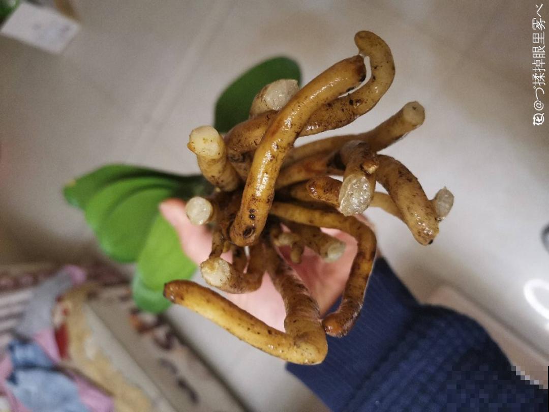 低于5度，6种花一整个冬天不浇水，也能照样活！