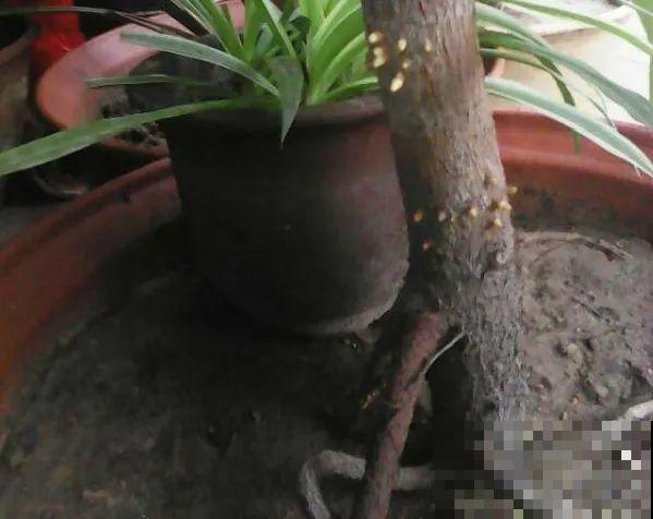 花在半空中生根了？恭喜你，又多了一棵花