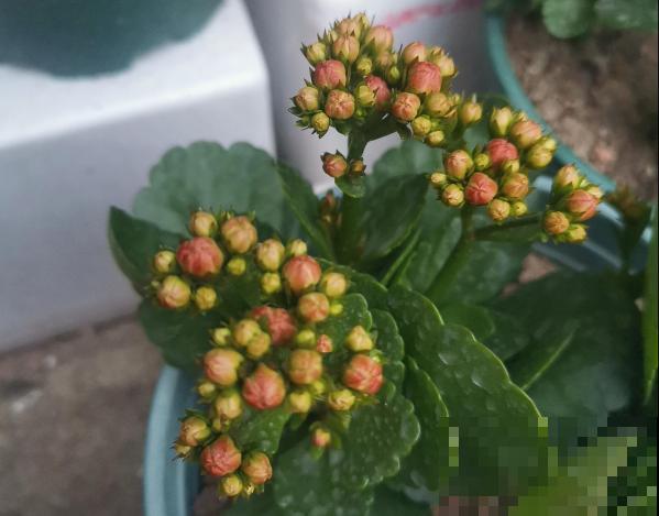 花还没开，花苞掉了一地，再不管就完了！