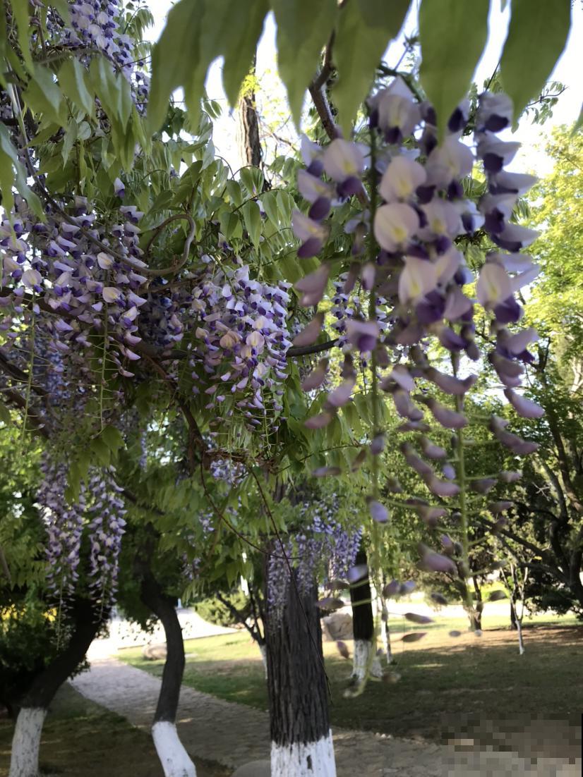 春天在院子里养花，种这6种，能开上千朵花
