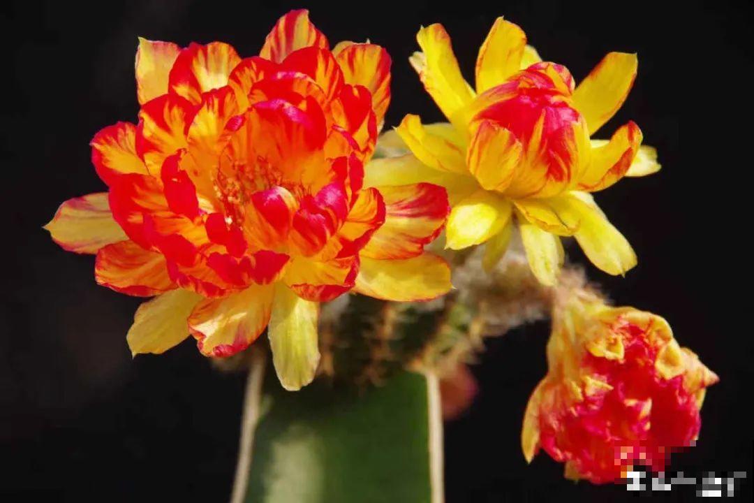 花市10块钱买的花，开花之后身价倍增，真赚了！