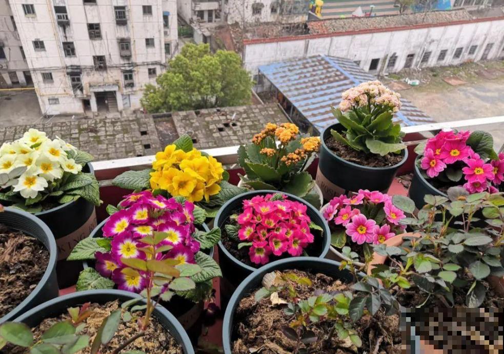 这4种花是“一次性的”，好看又好养，开完直接扔！