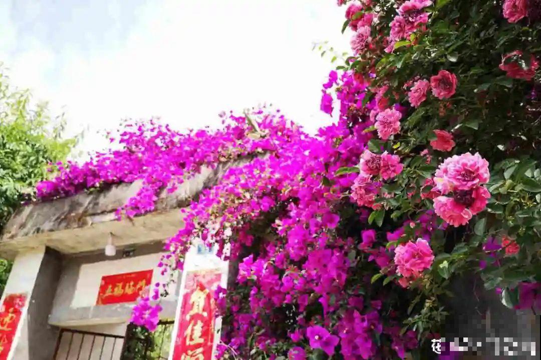 16种花，能养成传家宝，养个几十年没问题