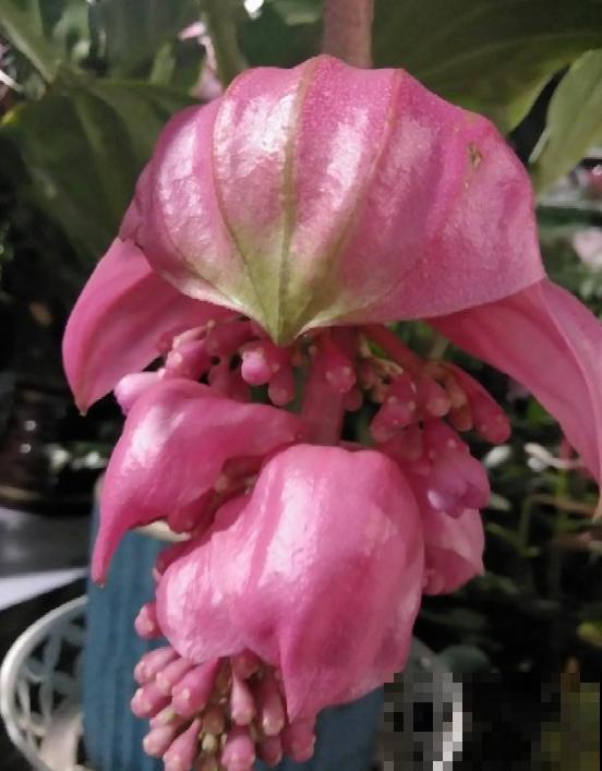 养护宝莲花，记住5个养护技巧，高档又有格调！