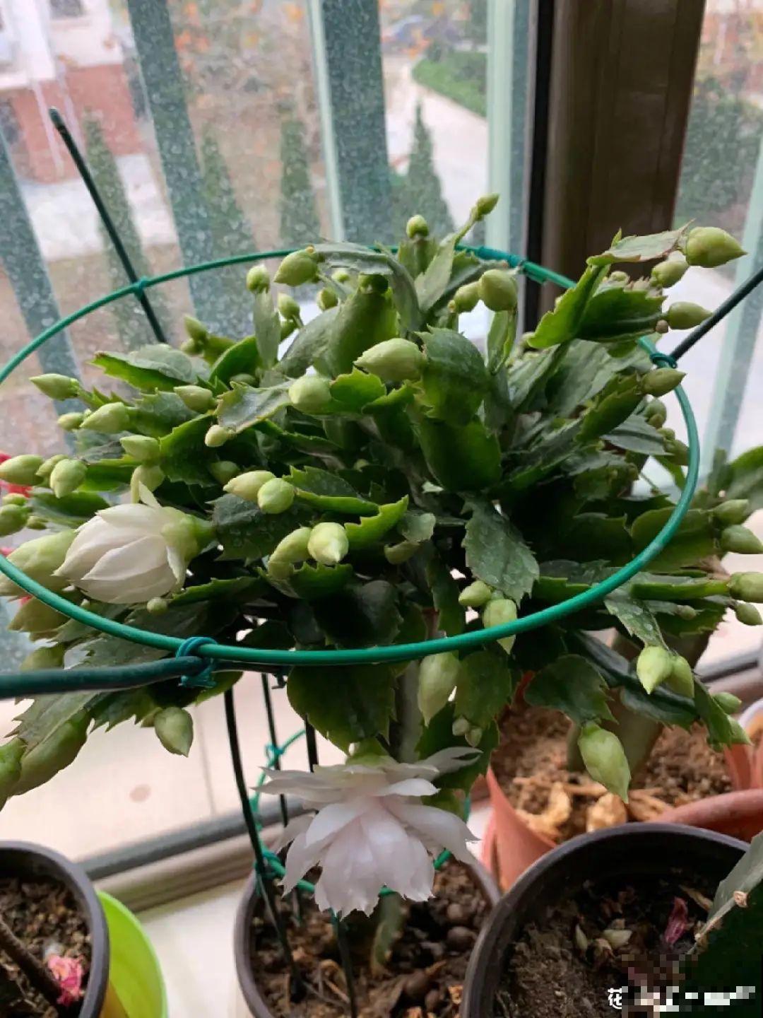 上万块的蟹爪兰，开花像烟花，养过的人不多