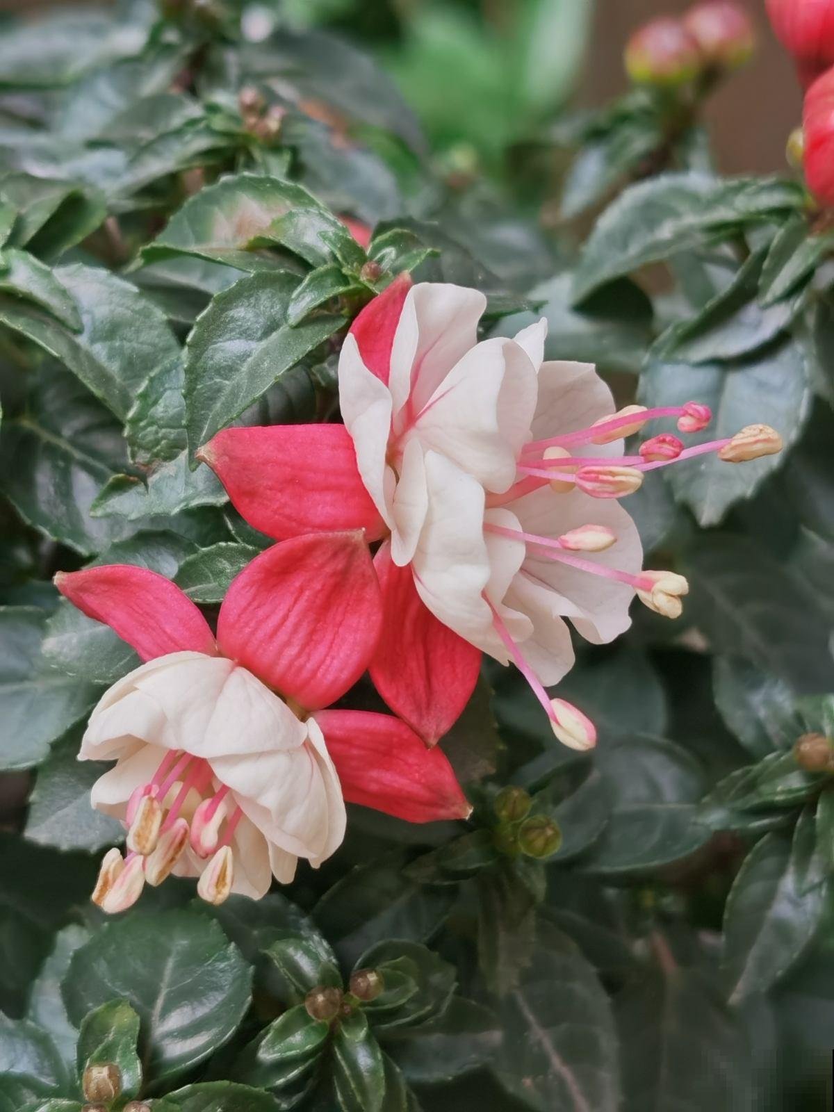 冬天养3种花,要多浇水、多喷水,不然叶子全都干死了 冬天养3种花,要多浇水、多喷水,不然叶子全都干死了