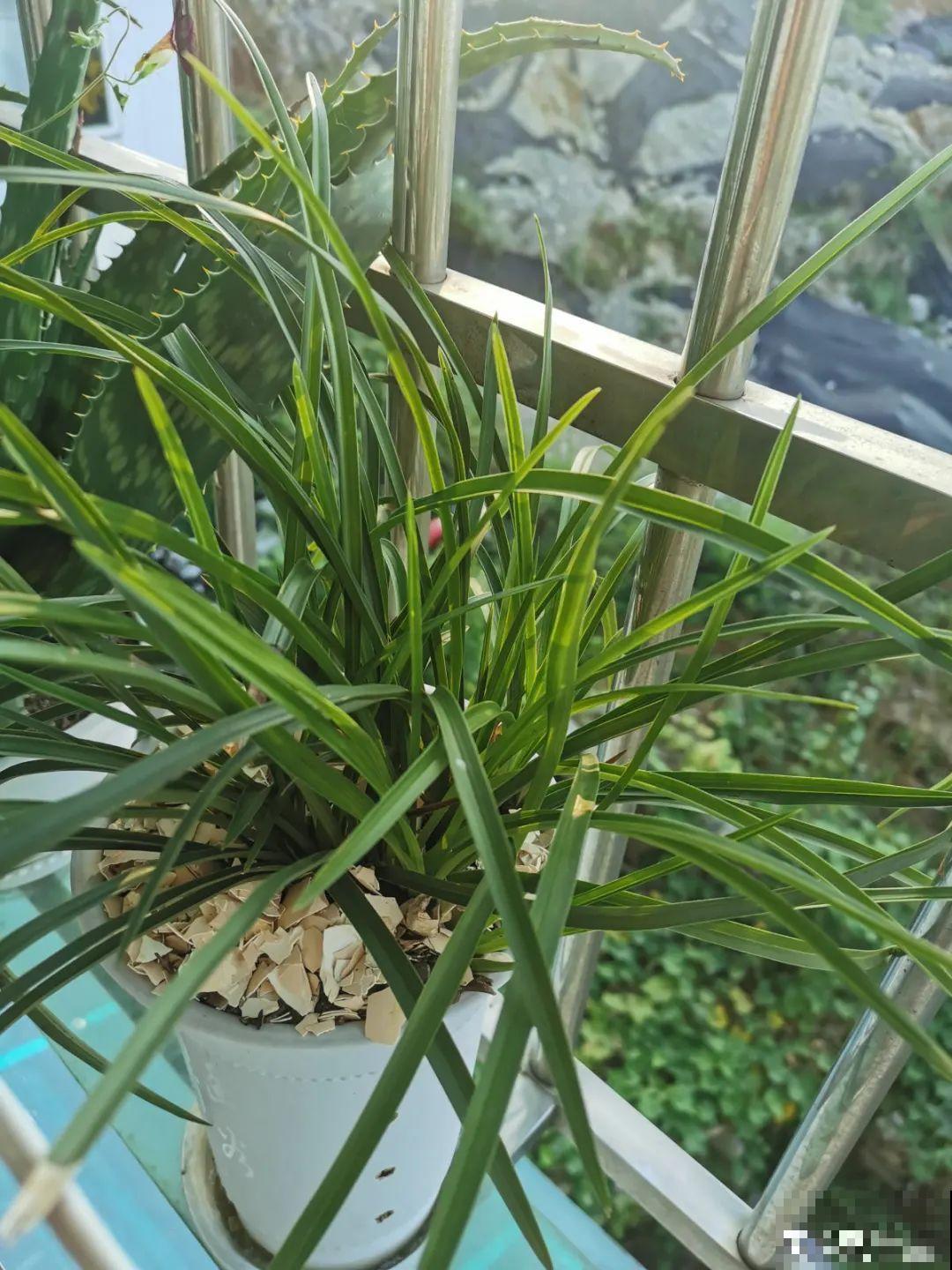 不同的花有不同的性格,你养的花,代表你是什么样的人? 不同的花有不同的性格,你养的花,代表你是什么样的人?