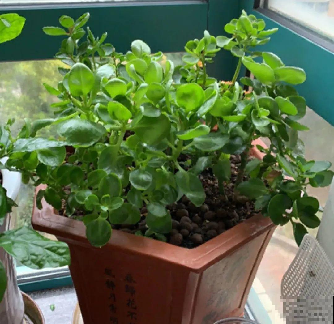 长寿花超全大养护，养爆盆的秘密，全在这里！