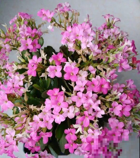 2月养花下狠手，剃光头、撸光叶，越狠越开花！