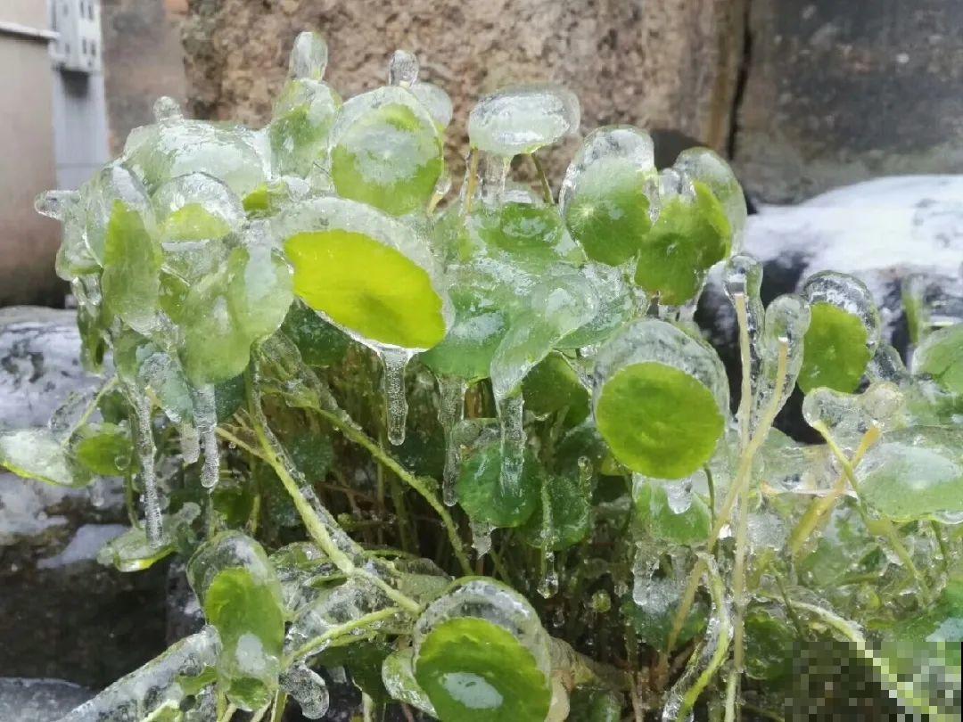 只需要种一次的花，年年疯长，除都除不尽