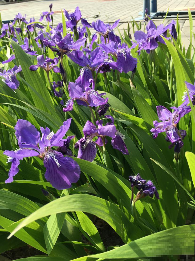 春天要准备赏花了，初春花朵图谱，看了就都认识了