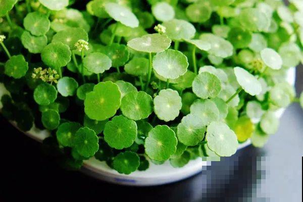 只需要种一次的花，年年疯长，除都除不尽