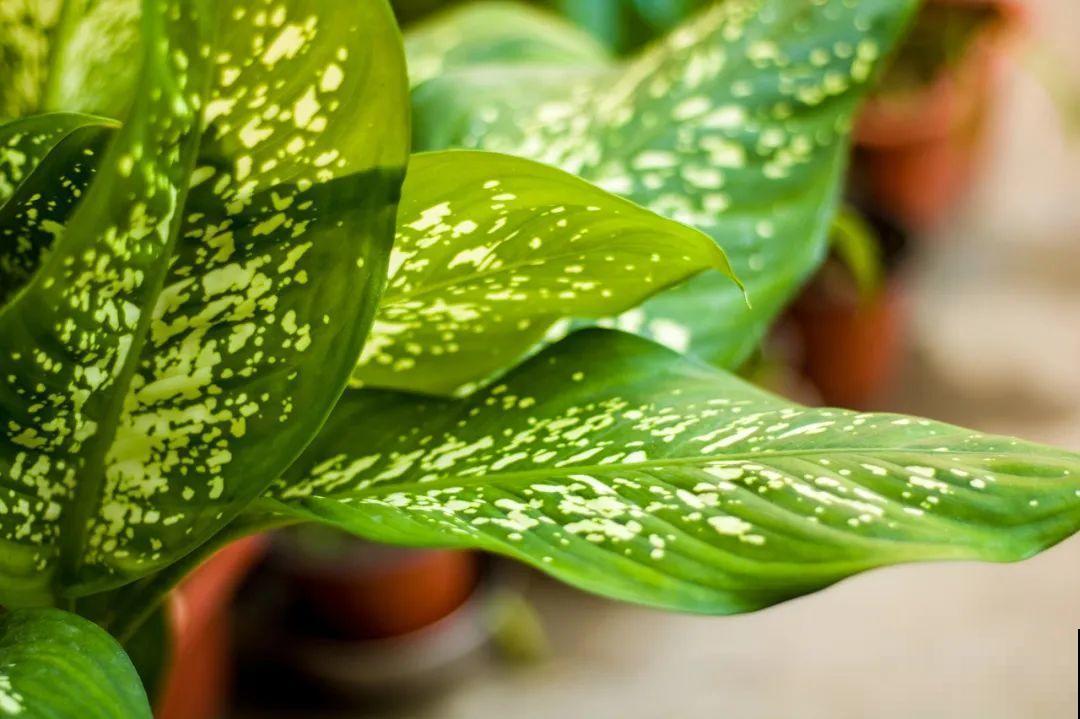 腊月买花，集齐“福禄寿”，才算好兆头