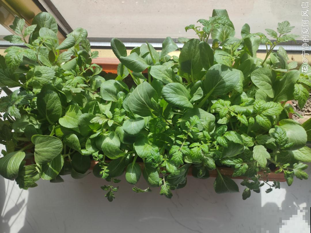 在家找个泡沫箱，撒把种子种蔬菜，不用出门买菜