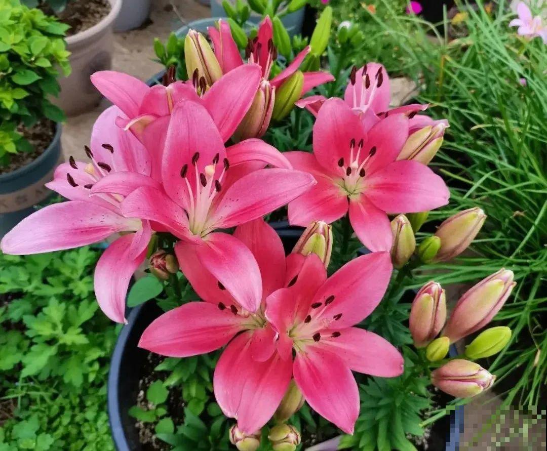 开花比脸大的百合，种下一个球，能爆一大窝球崽！