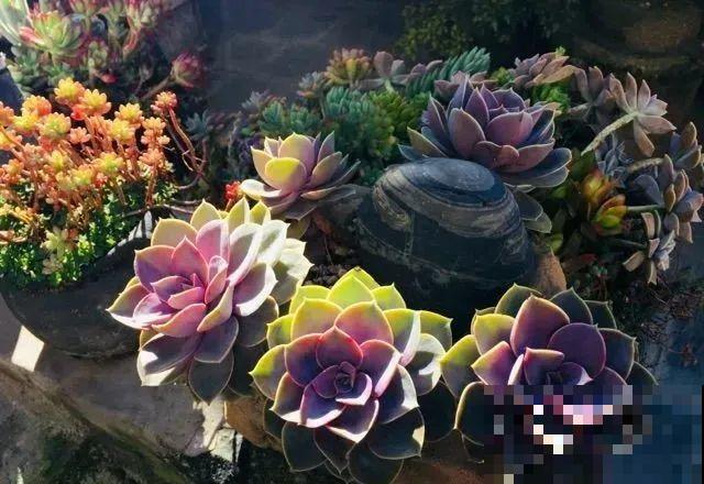 山上的尼姑庵,只养花不烧香,看完想出家 山上的尼姑庵,只养花不烧香,看完想出家