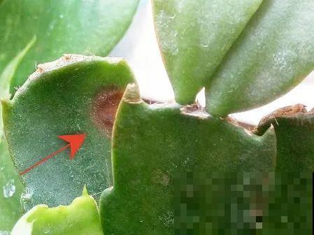 养护蟹爪兰,要注意8个要点,才能开出仙气飘飘花 养护蟹爪兰,要注意8个要点,才能开出仙气飘飘花