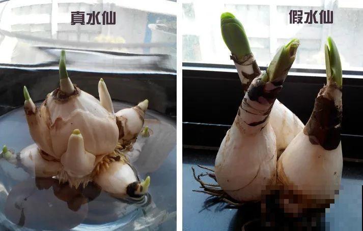 牙签串大蒜，冒充七彩水仙？千万别上当！