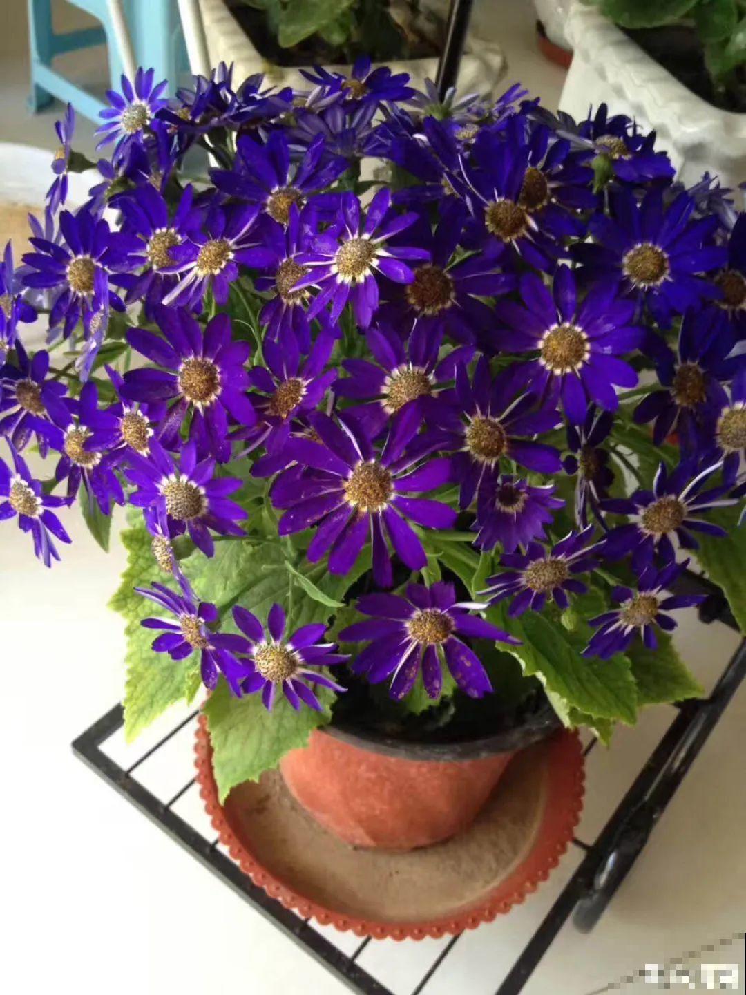 16种高颜值花，冬天耐寒不娇气，新手也能养爆盆