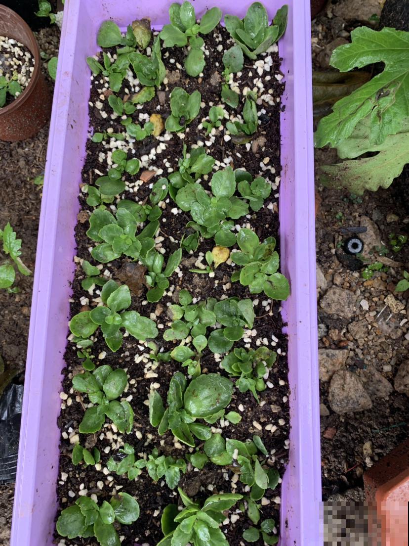 4种花特能生，只要养一盆，一年能扦插十几盆，赚了！