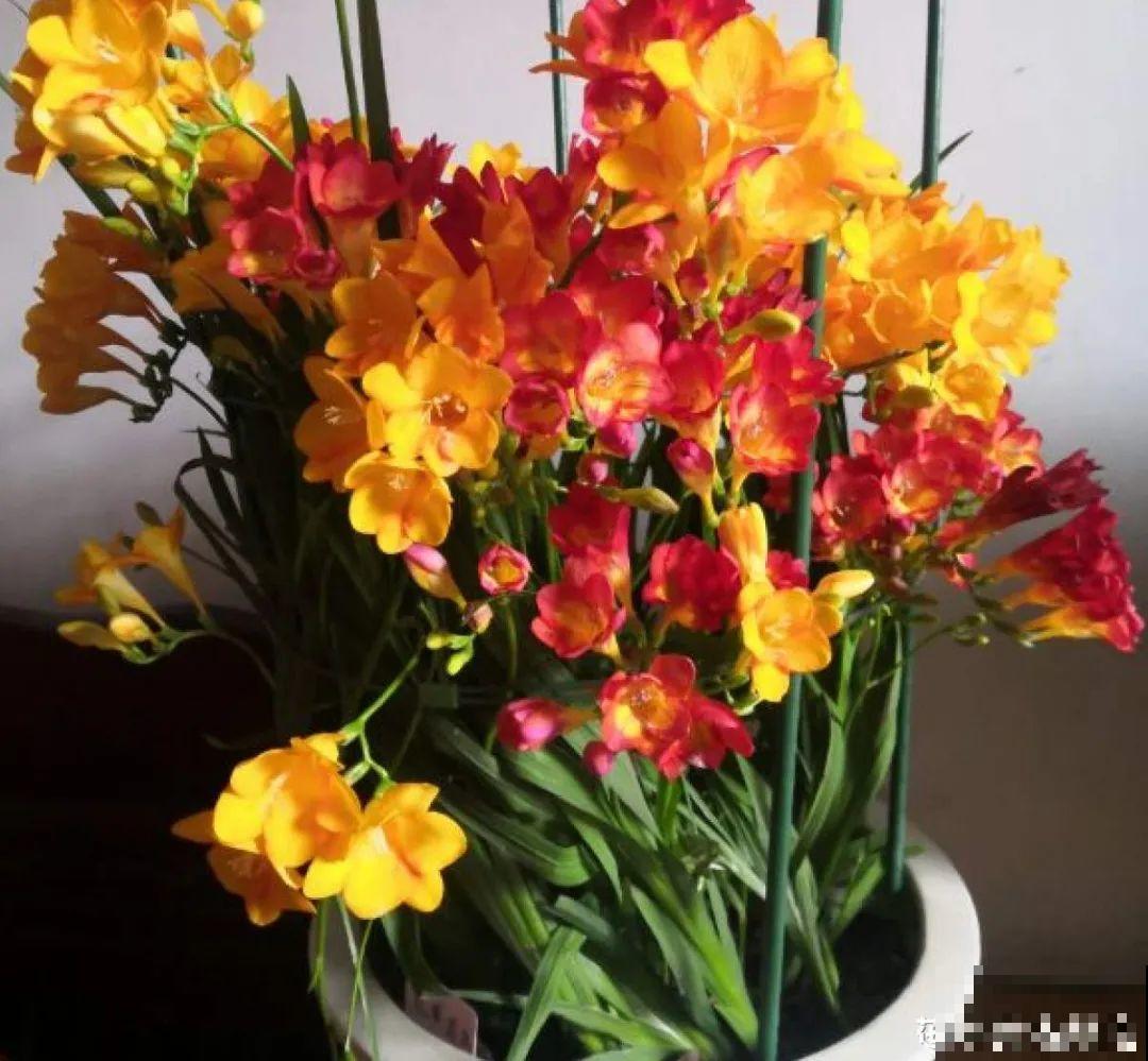 冬天的香水花，养1盆满屋子飘香，千万不要放卧室