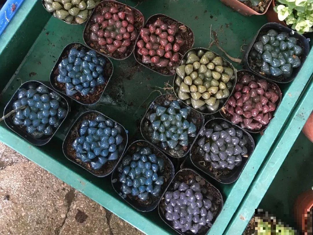 染色大葱？卫生纸一擦就掉色，真细思极恐