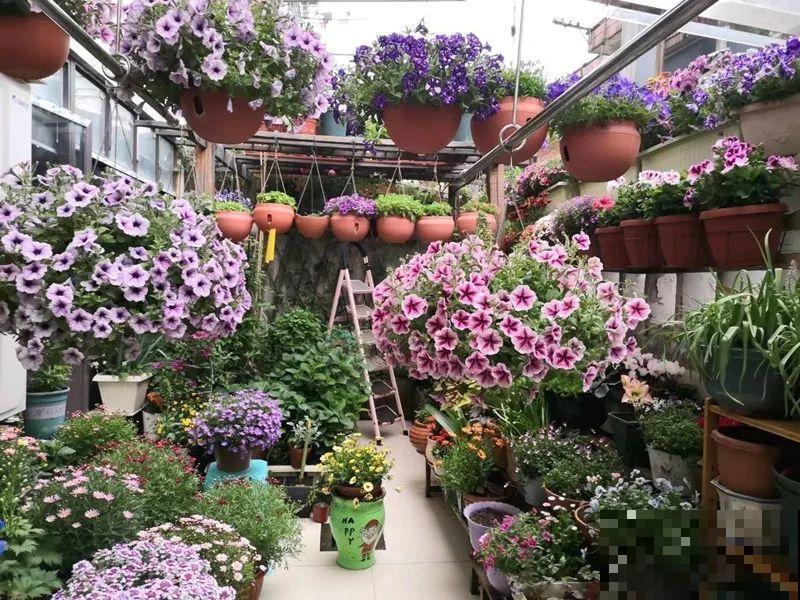 5年的花园，消失只要3天，全没了……