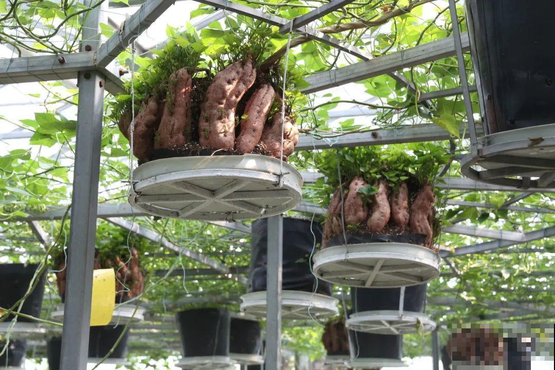 南瓜个头大的出奇，卖了2万8，比养猪还赚钱