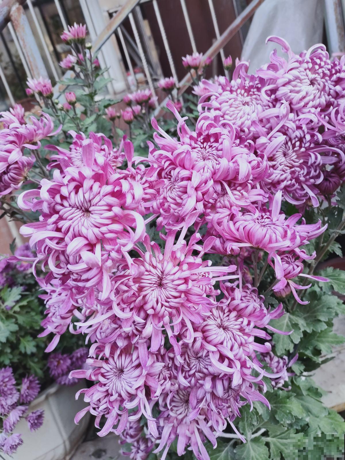 看上一盆观赏菊花，家里人不让养，真委屈