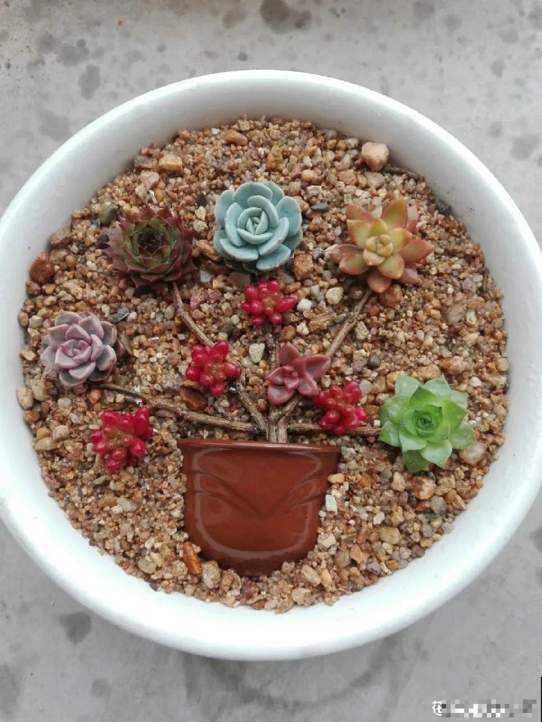 多肉塞进一个盆里，像是艺术品，颜值高了好几个档次！